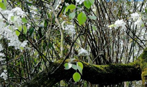 棠梨下山桩栽植要点