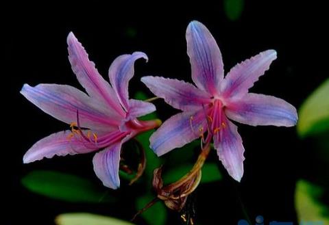 换锦花花语