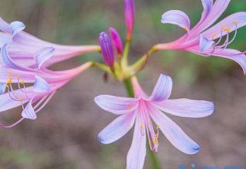 换锦花怎么种