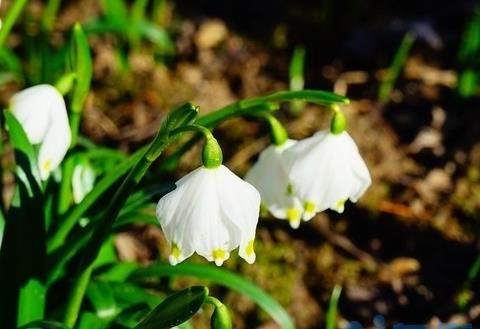 夏雪片莲怎么种植和养护