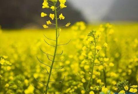 油菜花和芸苔的区别