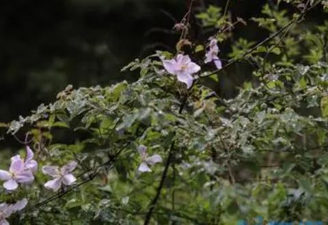 杜鹃花开败后如何管理