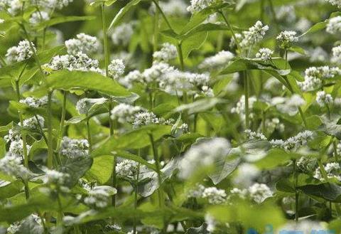 荞麦花什么季节时候开