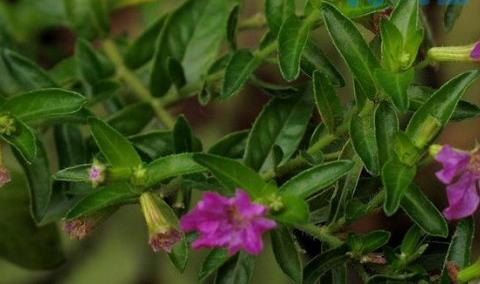 雪茄花叶子黄掉怎么办