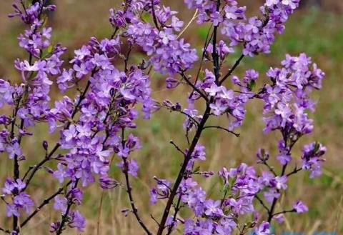 芫花怎么种植