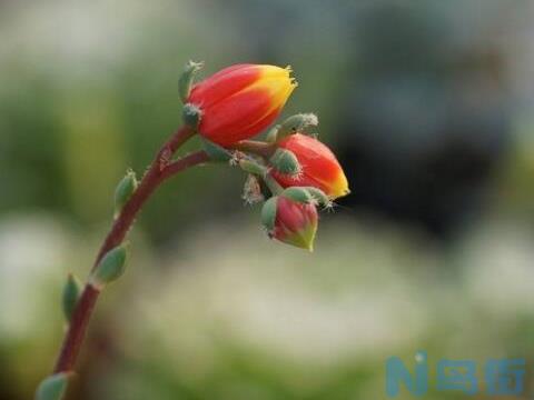 多肉侧芽和花剑的区别，两方面可以分辨