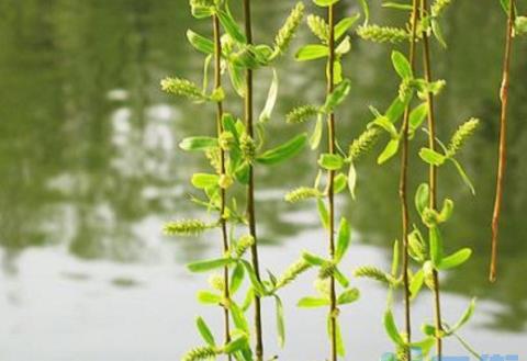 自制绿萝生根水，柳叶浸泡可快速生根