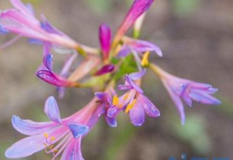 换锦花几月开花