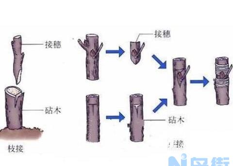 雅乐之舞如何安全过冬，保证温度适宜不受冻即可