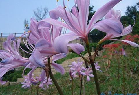 换锦花怎么种