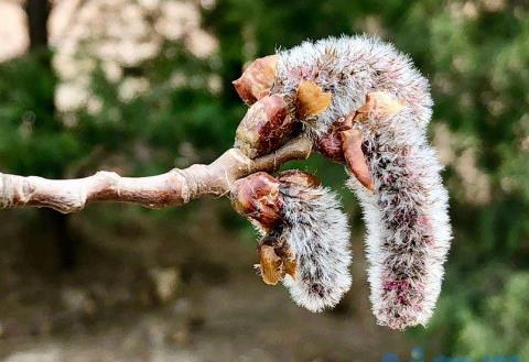 杨树花是完全花吗