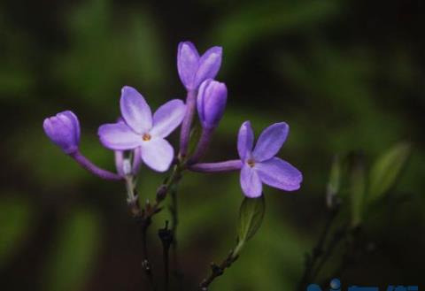 芫花怎么移植