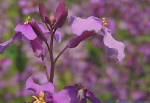 花长蚜虫怎么办