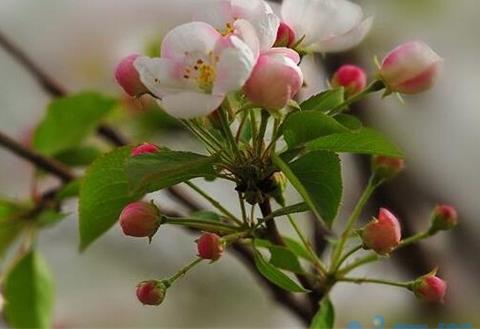 苹果花露红是什么样