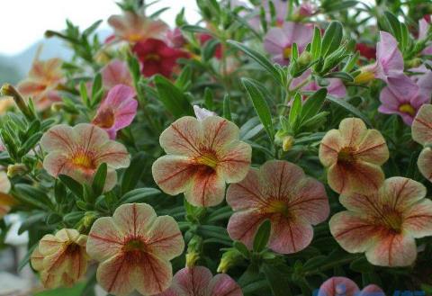 舞春花一年四季开花吗