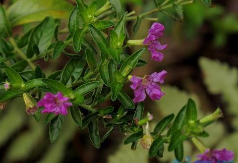 细叶雪茄花叶子黄了怎么办