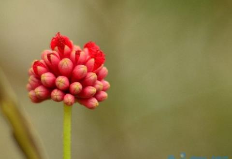 朱缨花的种子是什么