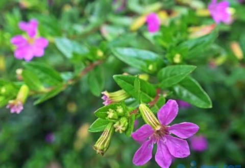 雪茄花养殖方法