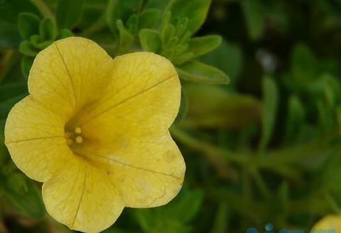 舞春花一年四季开花吗