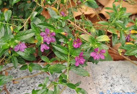 雪茄花叶子枯了怎么办