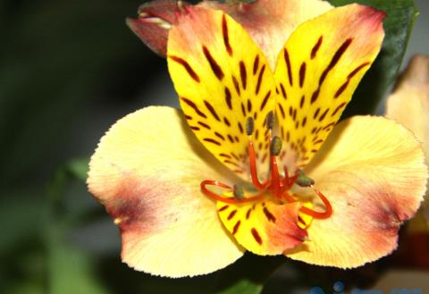 水仙百合鲜花能养几天