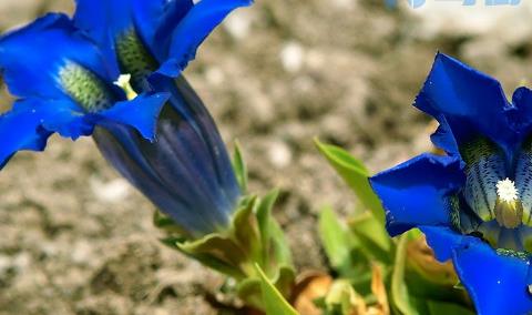 龙胆花什么季节开花