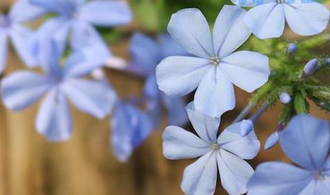 梅雨季节花可以放在露天吗