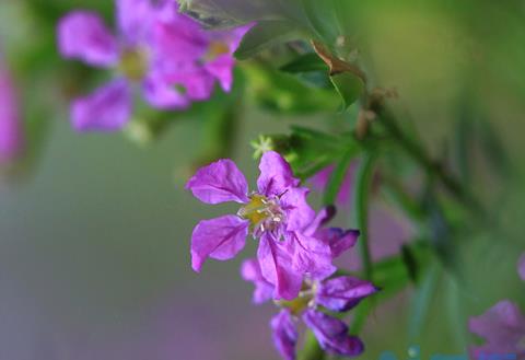 雪茄花怎么养