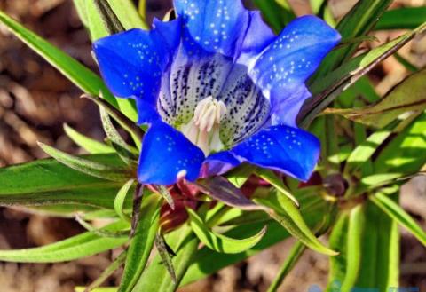 龙胆花什么季节开花