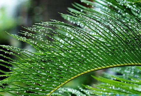 铁树叶半枝莲白花蛇舌草的功效