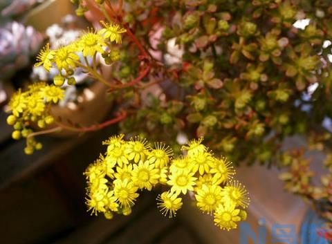 小人祭开花：小人祭开花确实会死亡但会有新的侧芽产生