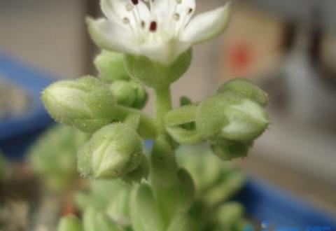 多肉植物春上开花