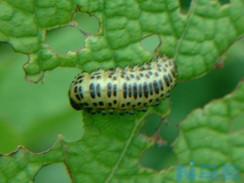 怎样防治蝶、蛾类害虫