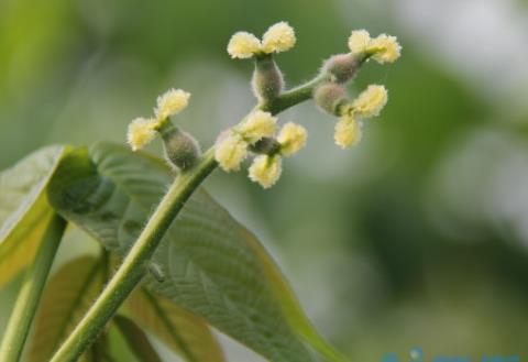 促进花芽分化的方法