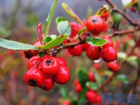 相思红豆的花语寓意，浓浓的相思/可作定情信物