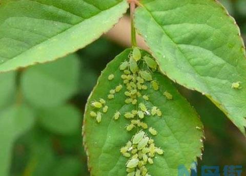 怎样防治蚜虫和红蜘蛛