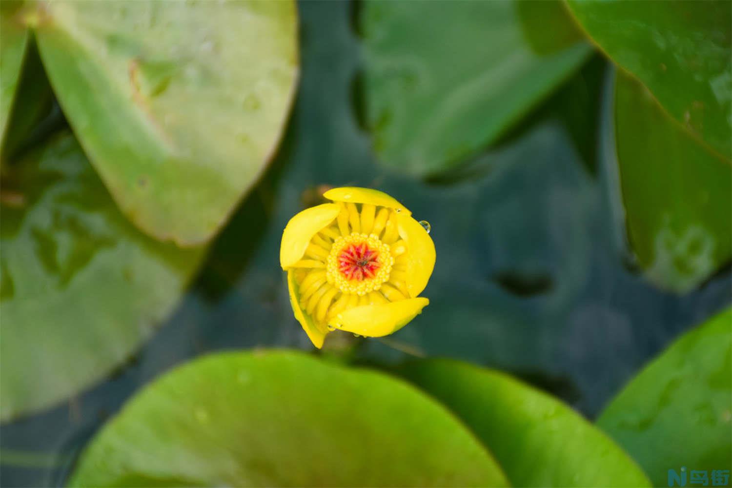 萍蓬草“排队”开花？