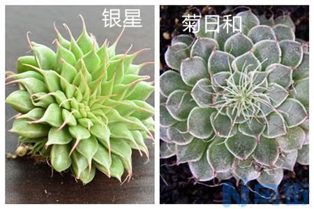 银星和菊日和有什么区别？