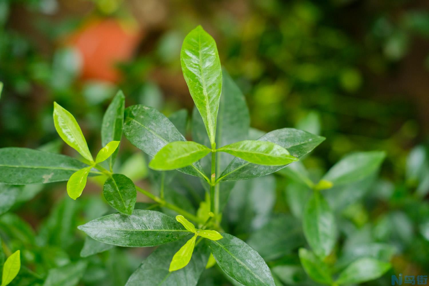 栀子花花期多长时间？