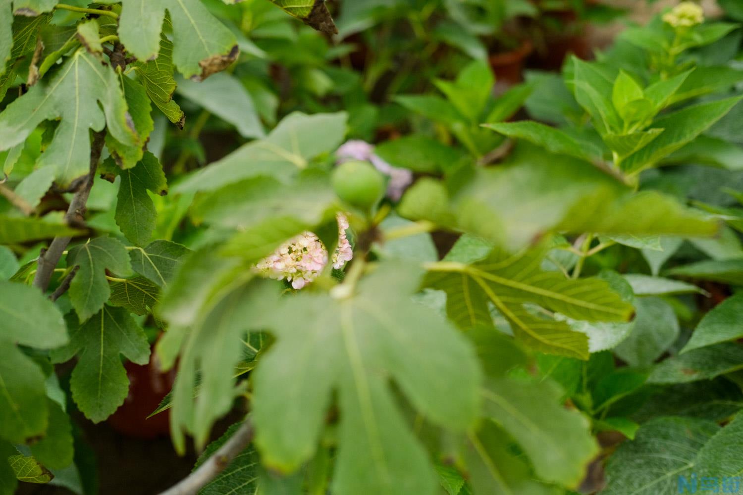 盆栽无花果怎么养？