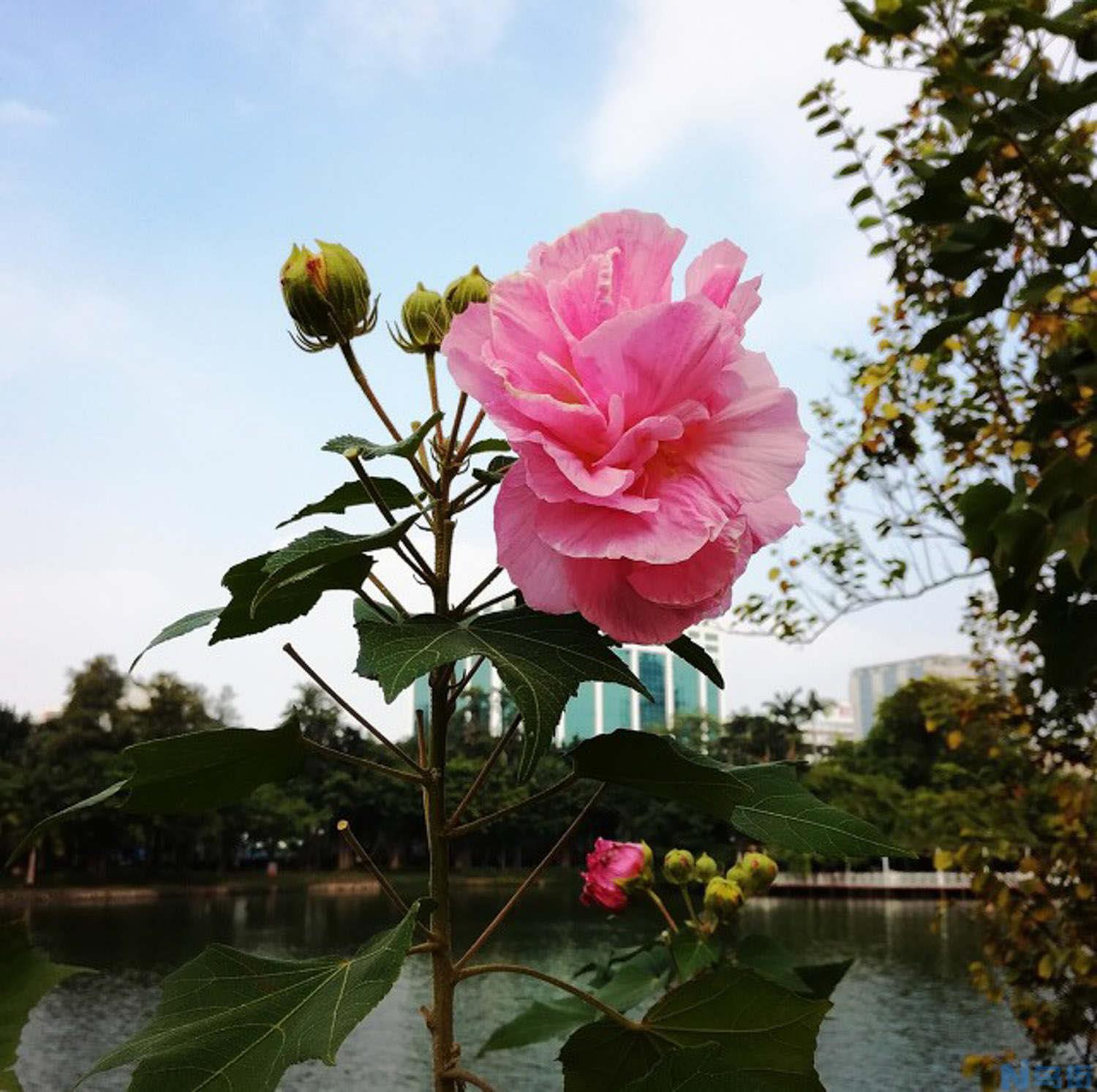 木芙蓉花的养殖方法和注意事项有哪些？