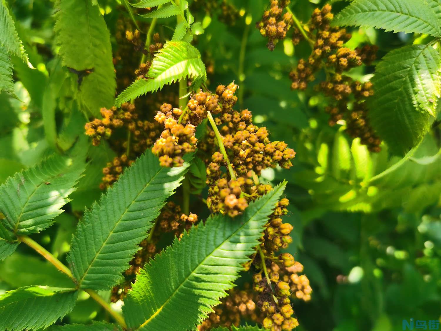 珍珠梅什么时候开花？