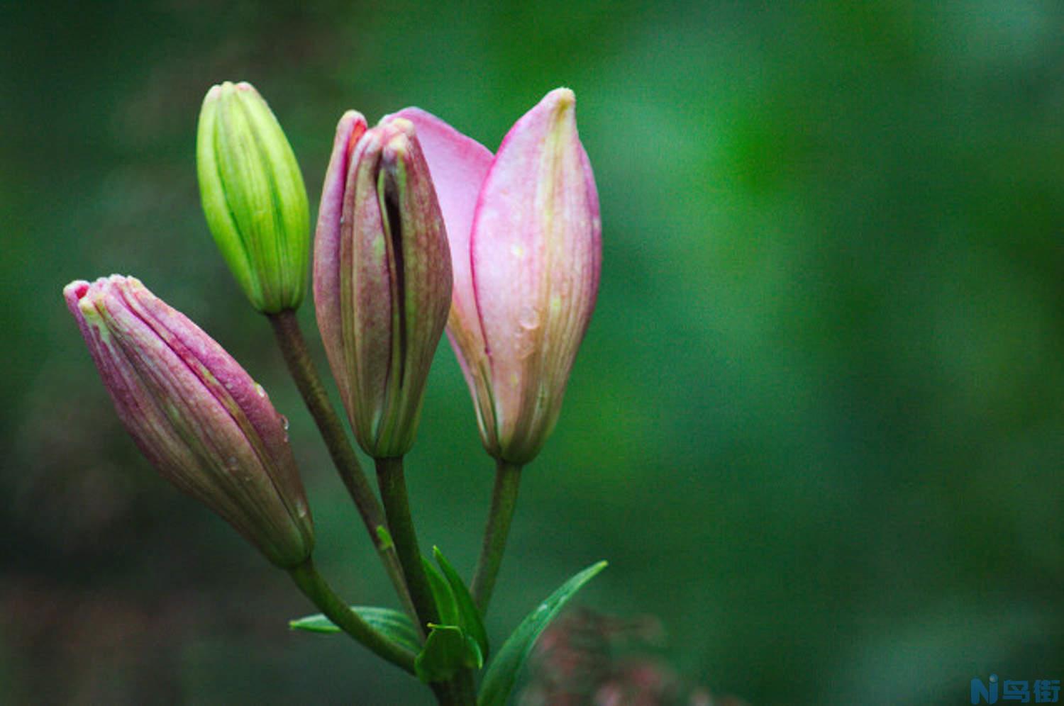 百合花为什么要摘掉花蕊？