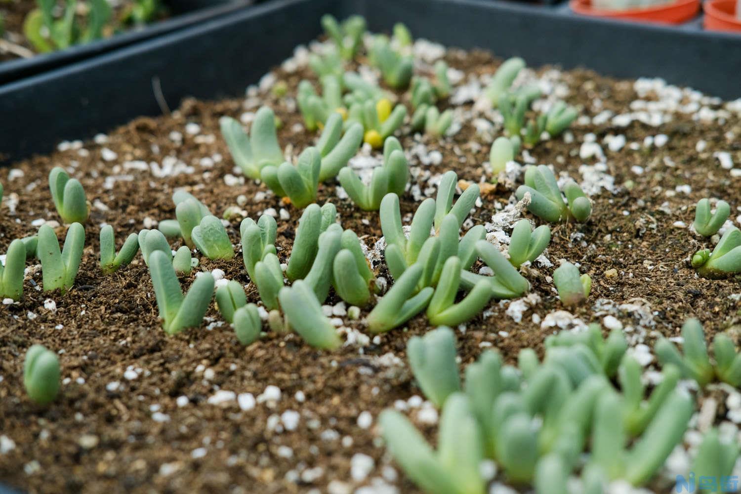 多肉植物最佳繁殖季？