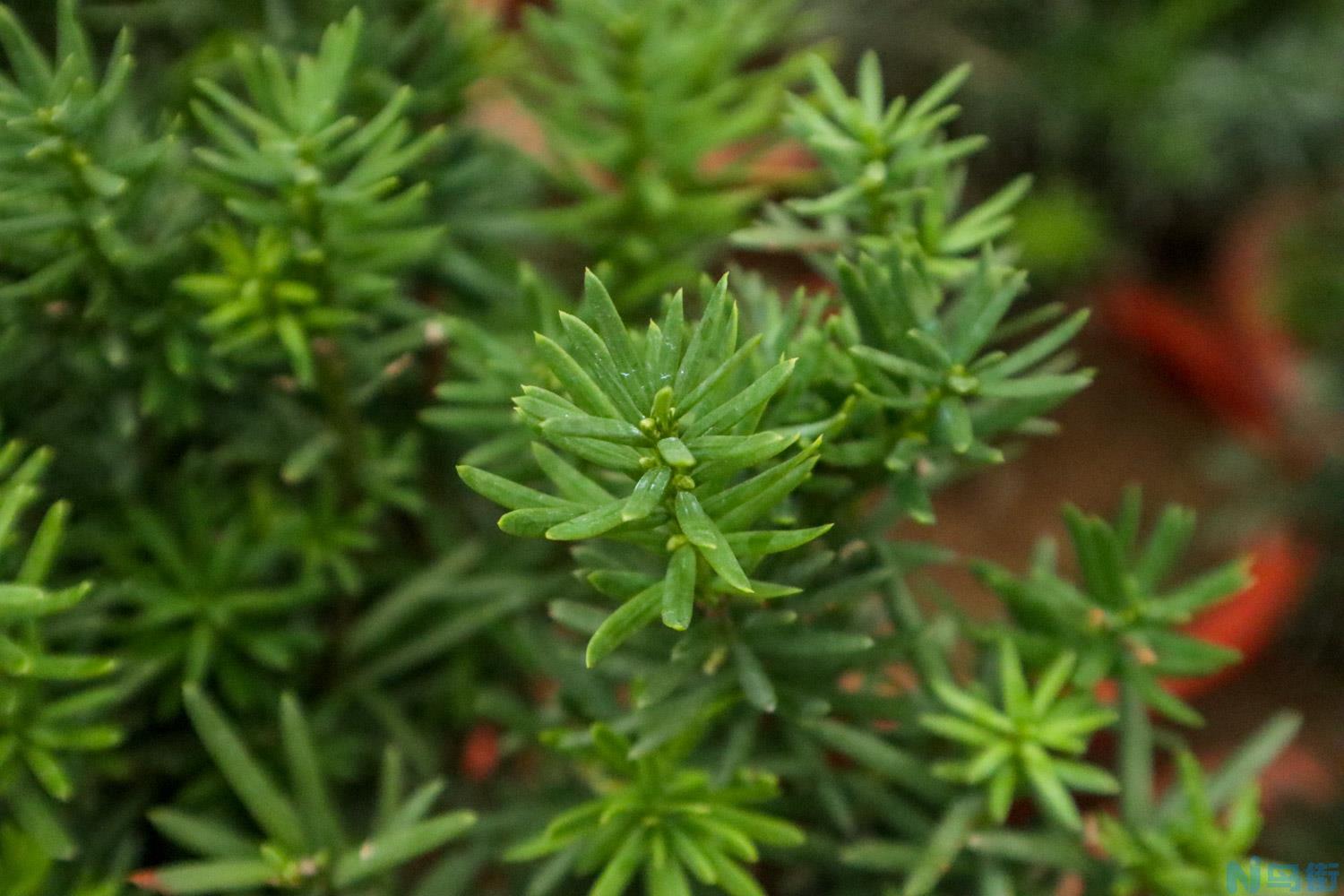 红豆杉几月份开花结果？