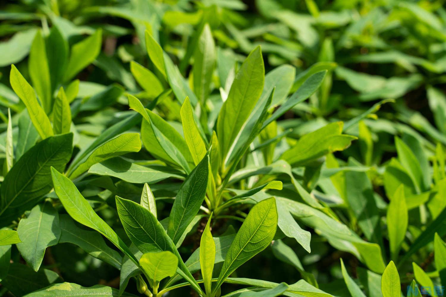 结香的花期是什么时候？