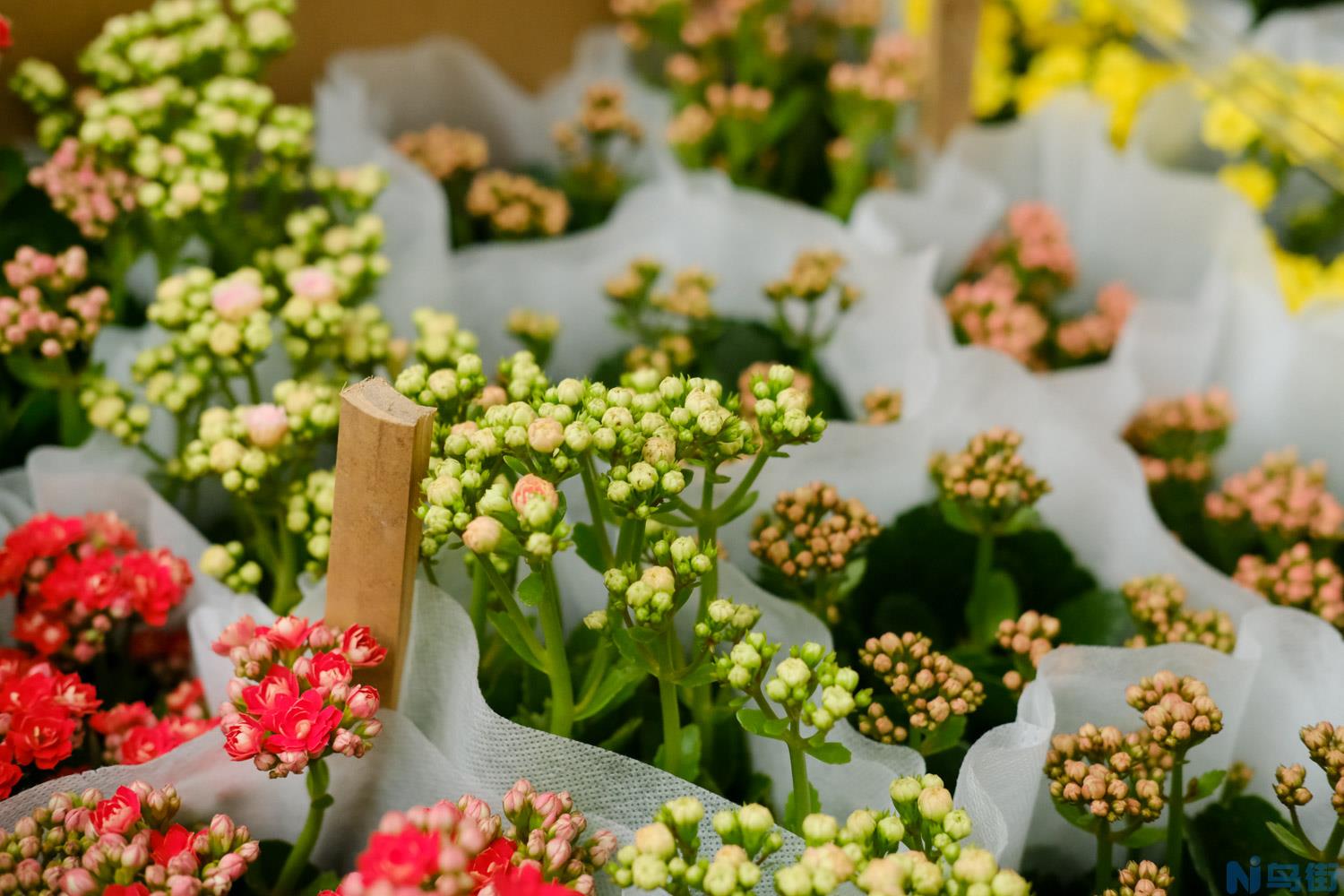 长寿花什么时候开花？