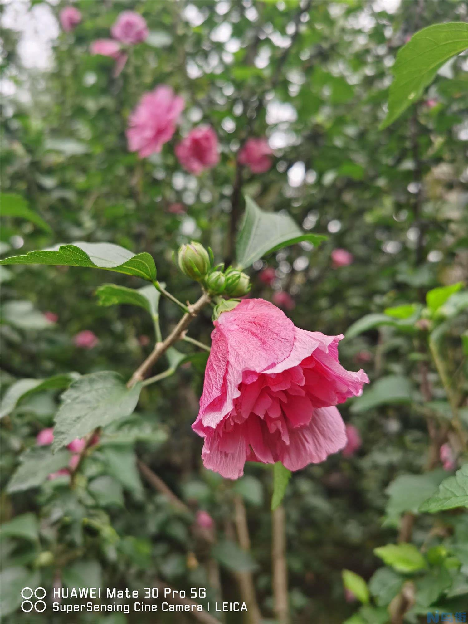 木槿什么时候开花？