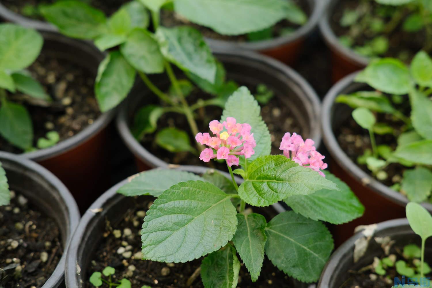 五色梅和五色花是一种植物吗？