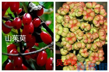 山茱萸和吴茱萸有什么区别？